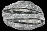 Polished Orthoceras (Cephalopod) Fossils - Morocco #96626-1